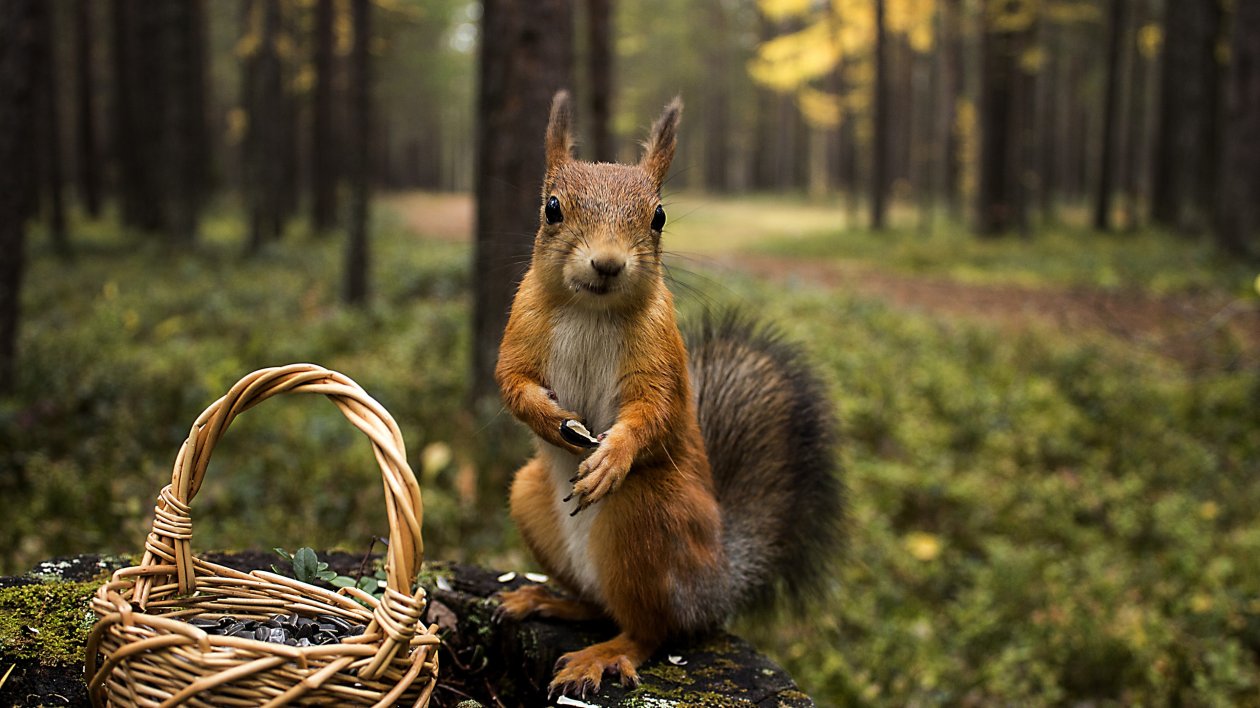 Squirrel Shopping Summer