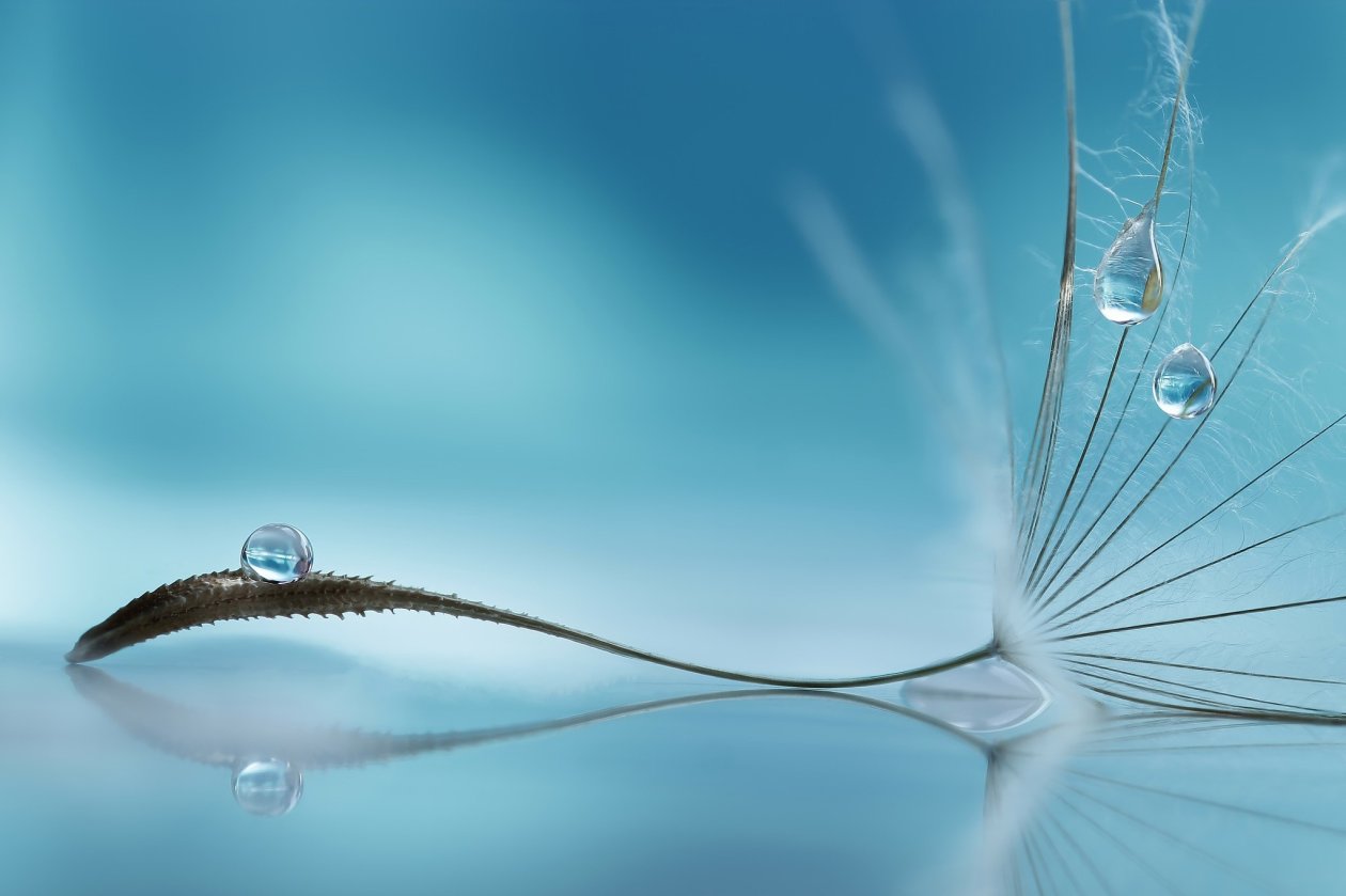 Water Drop On Flower