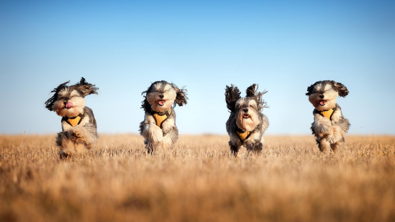 Running Dogs