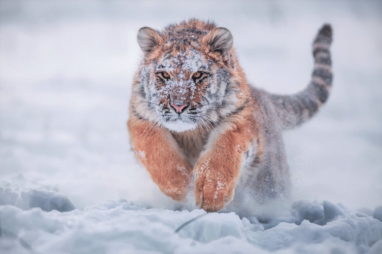 Siberian Tiger In Snow