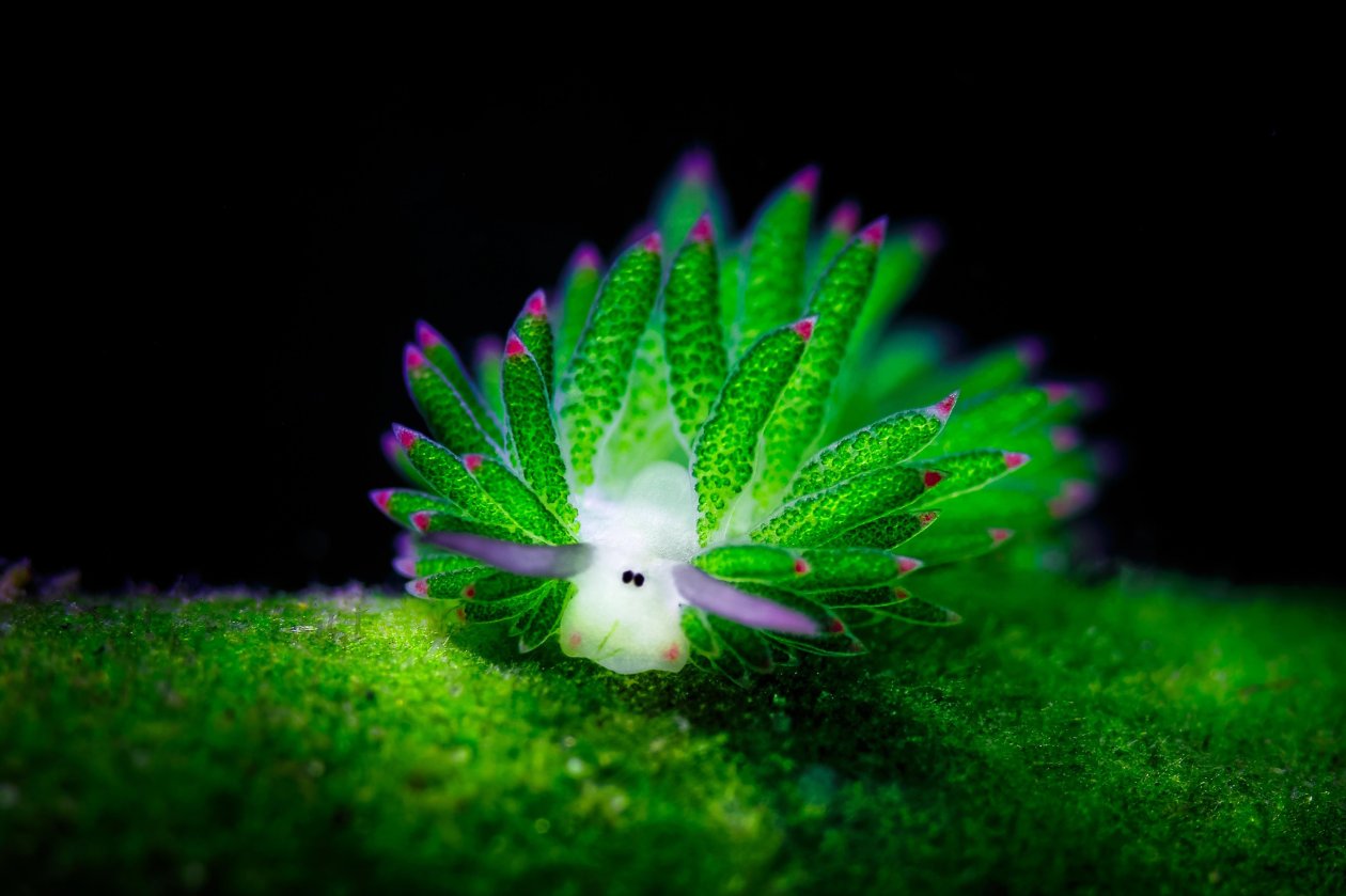 Nudibranchia Plant Underwater