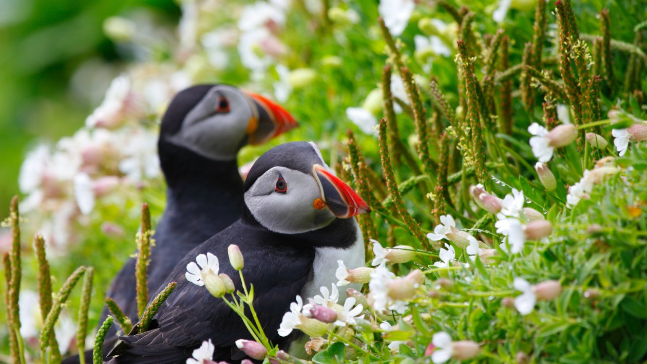 Puffin Couple