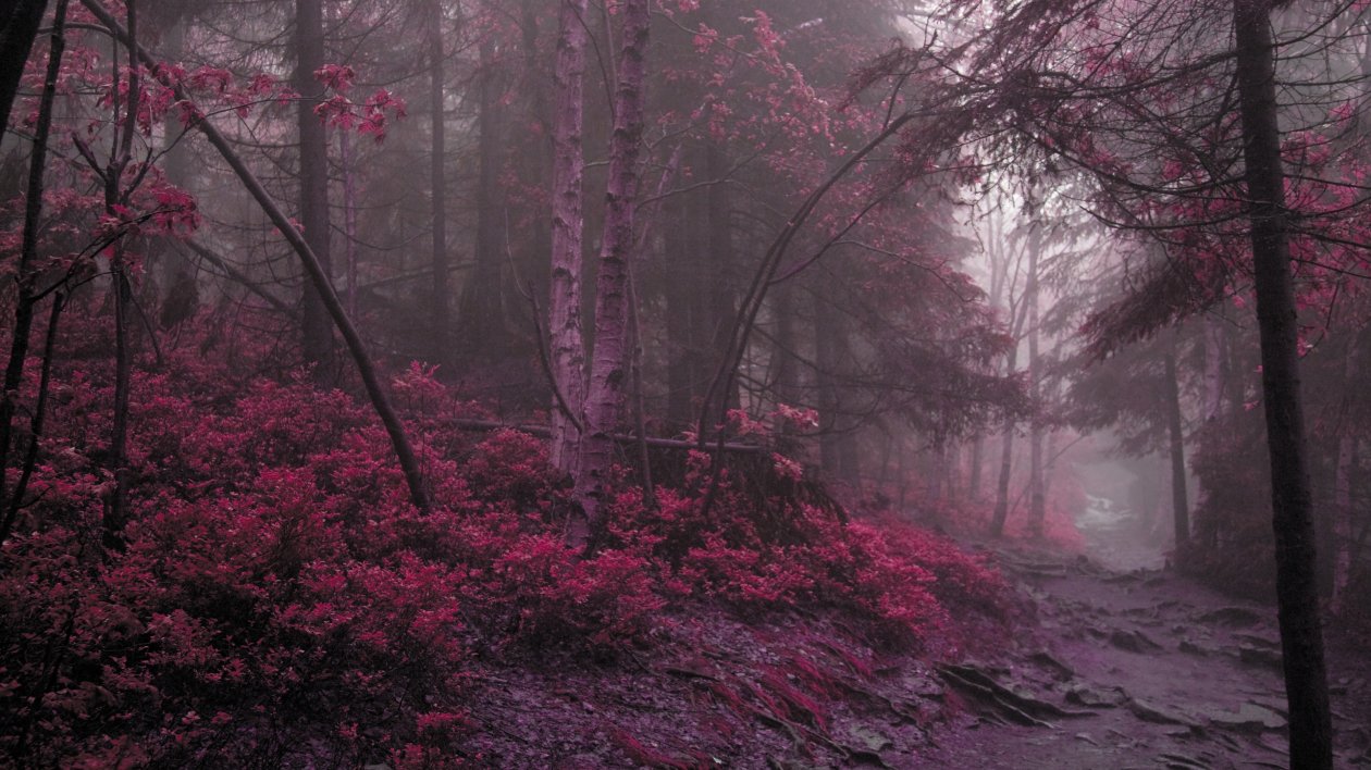 Lilac Grass Tress 4k
