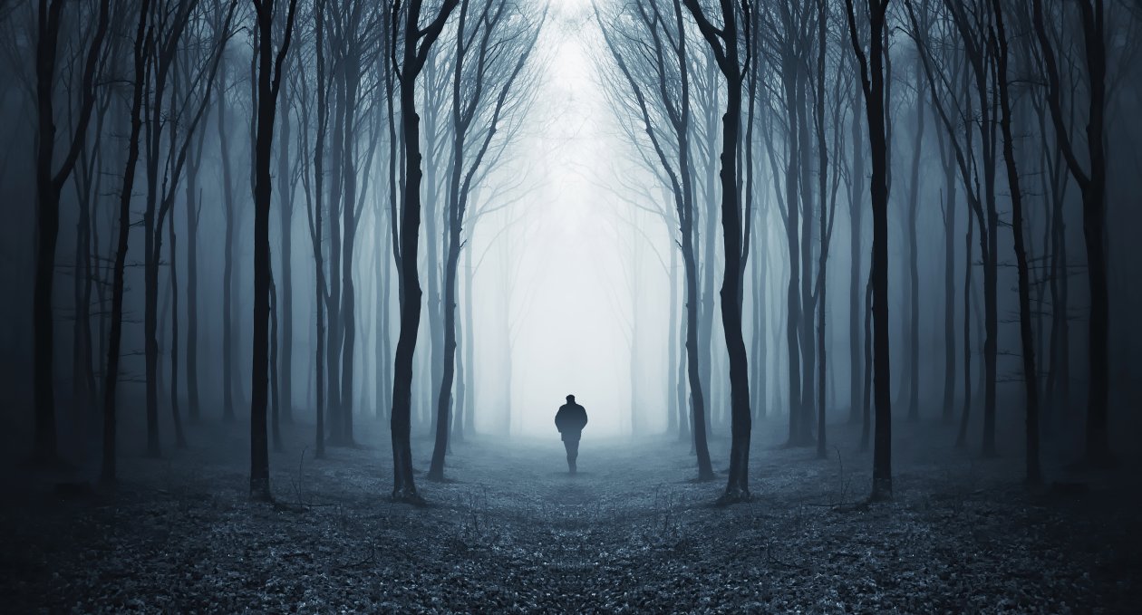 Walking Alone In Dappled Sunlight Forest Covered By Trees 5k