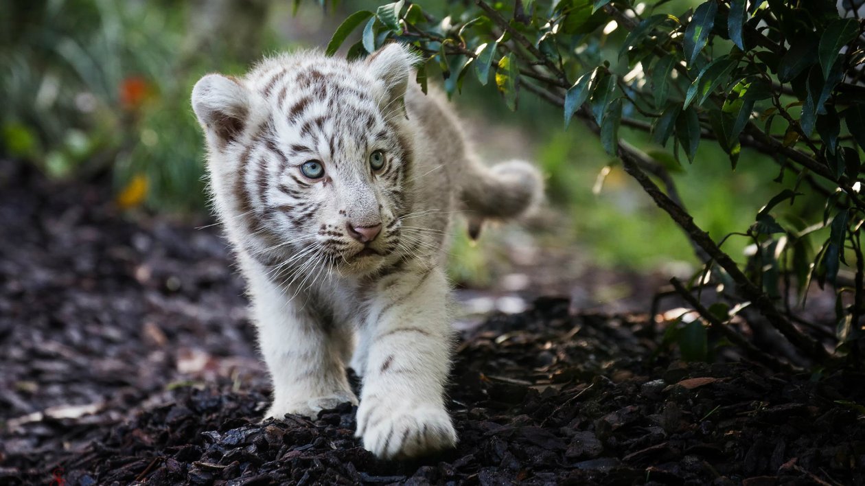 Cute Cub Bengal White Tiger