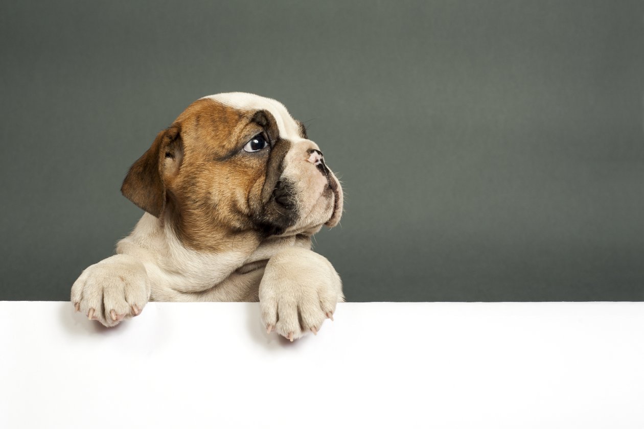 Bulldog Puppy 4k