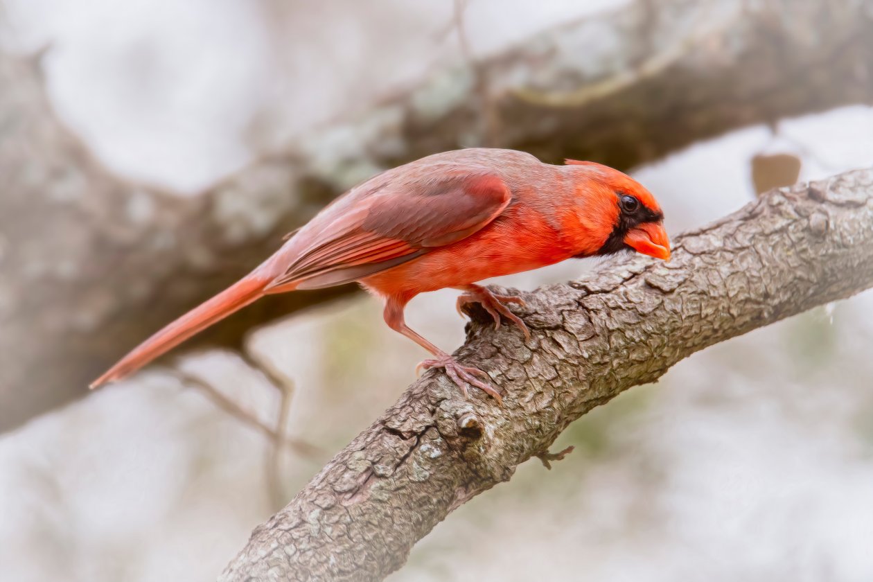 Cardinal Bird 5k