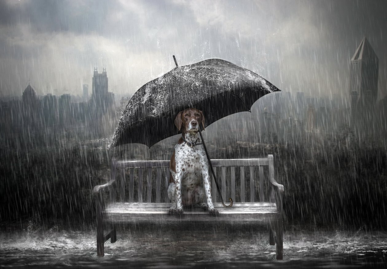 Dog Rain Umbrella Photo Manipulation