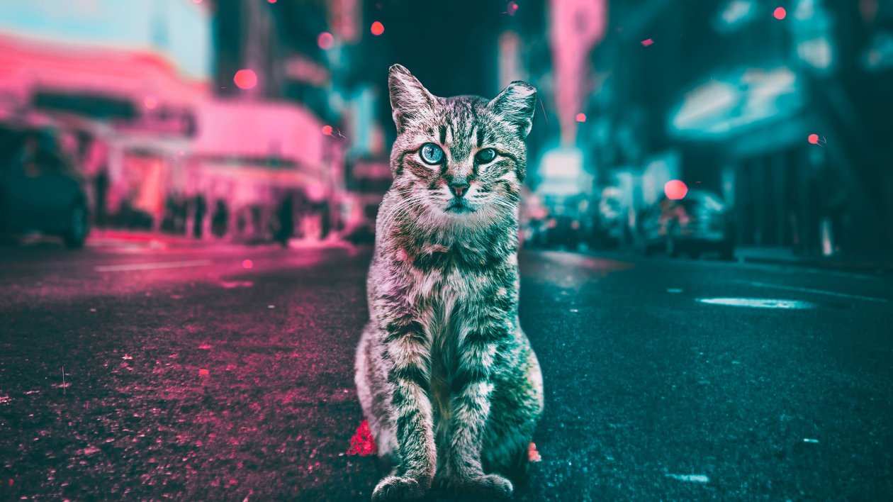 Cat Road Lights