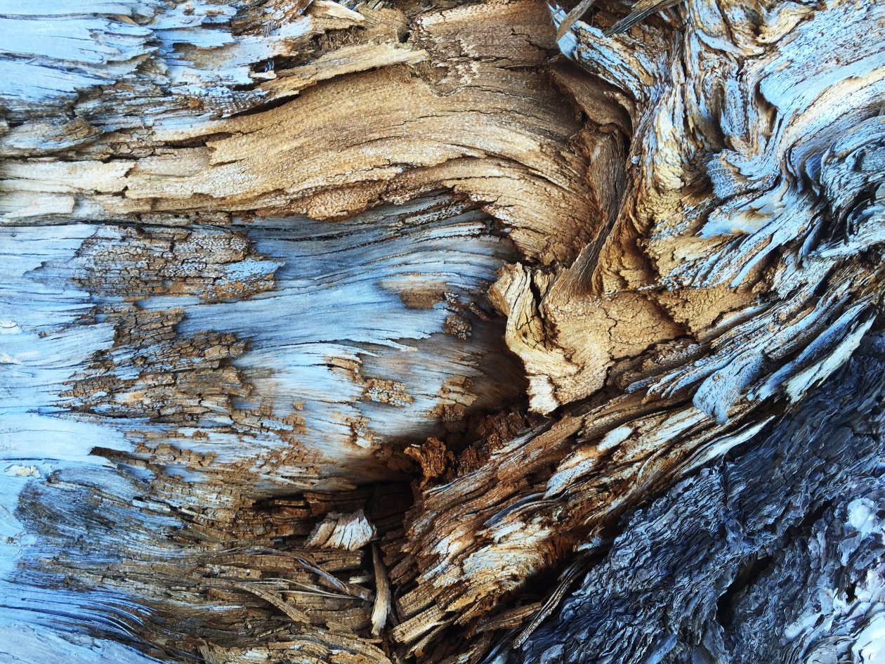 Tree Bark Pattern