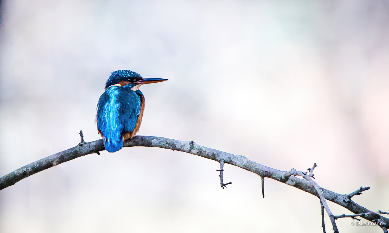 River Kingfisher 4k