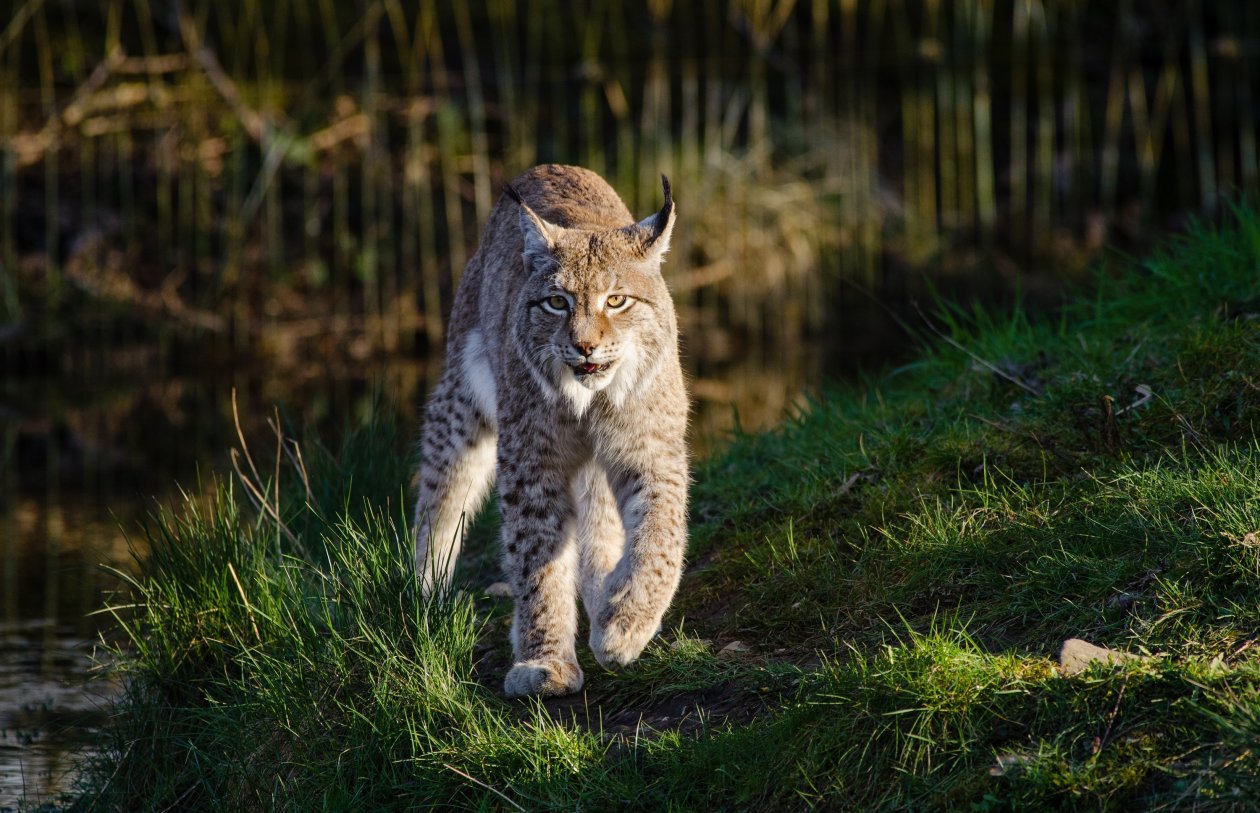 Lynxes