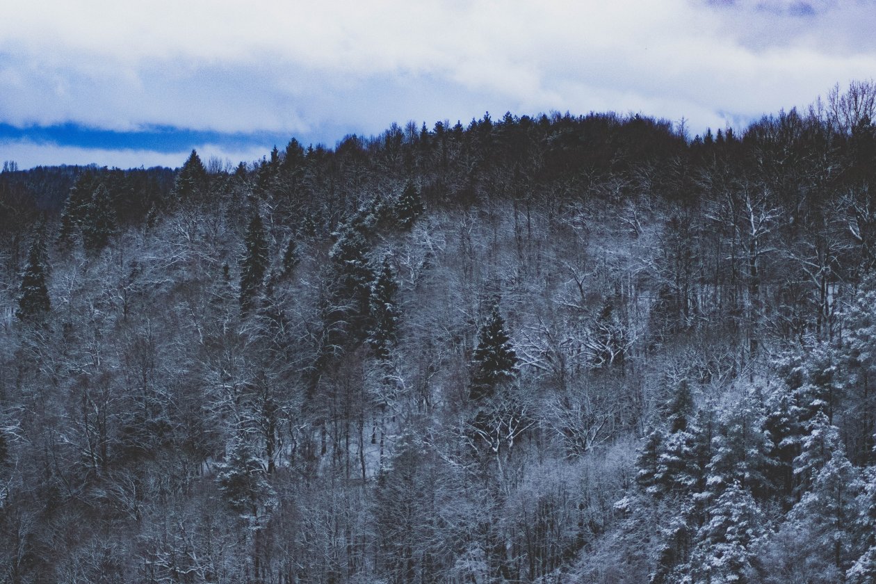 Snow Forest Nature 5k