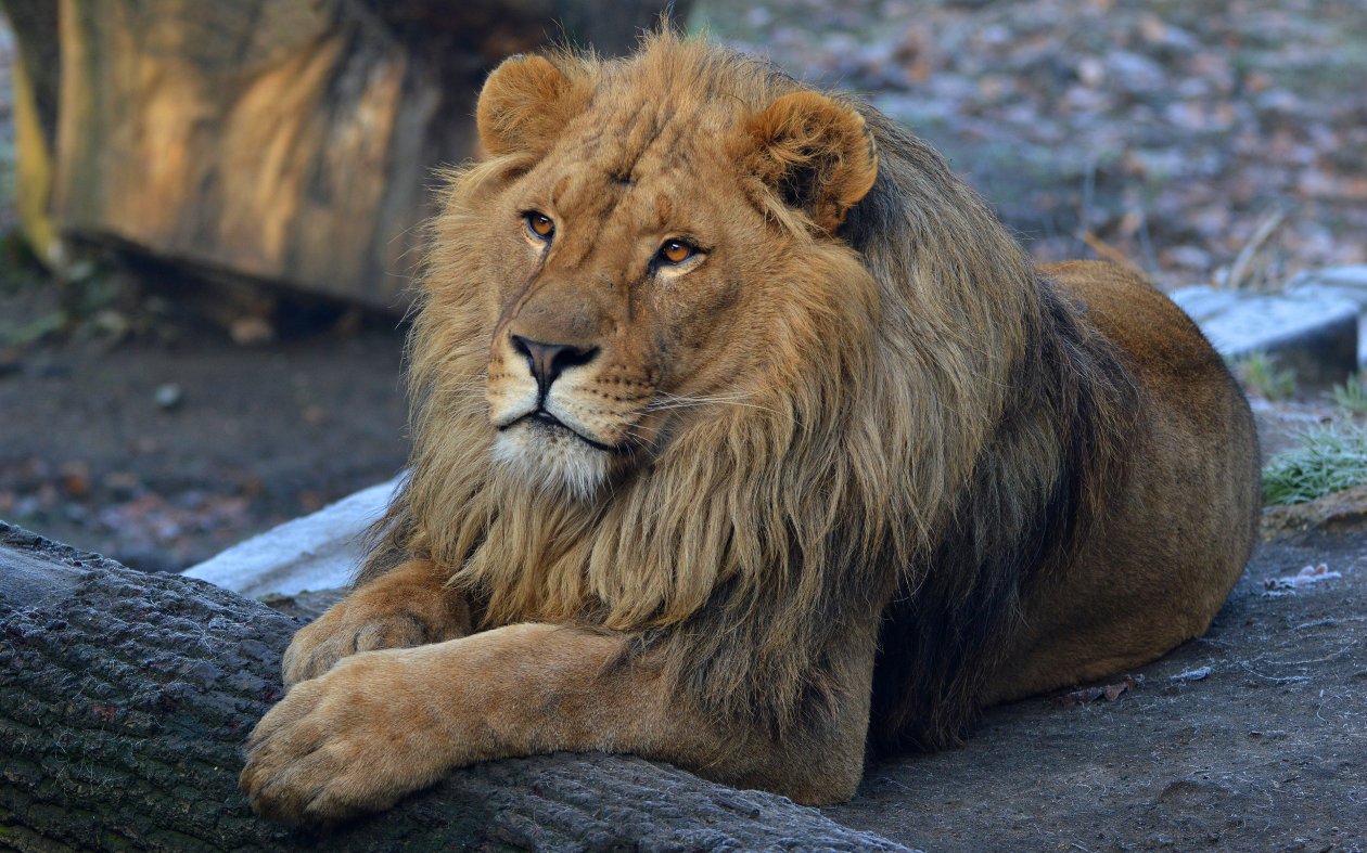 Beard Lion
