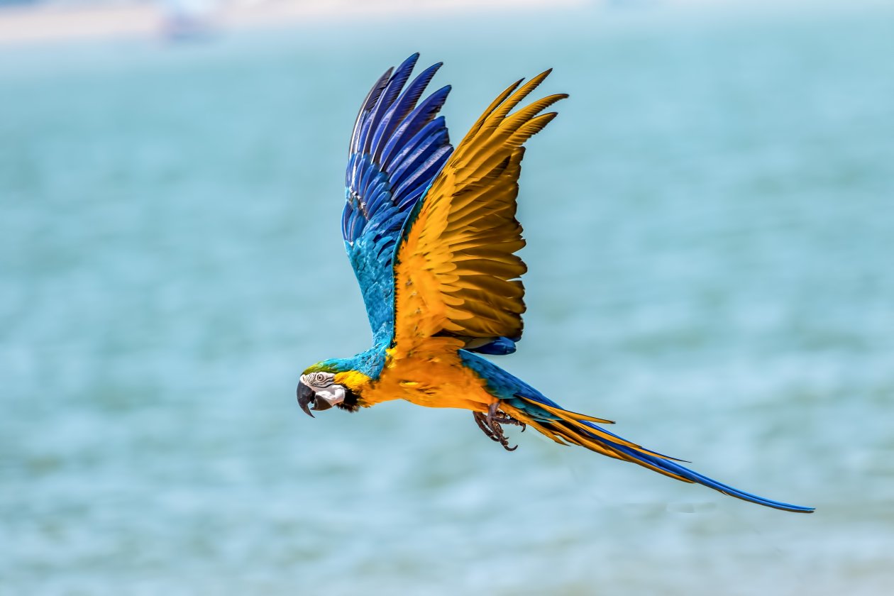 Macaw Bird 5k