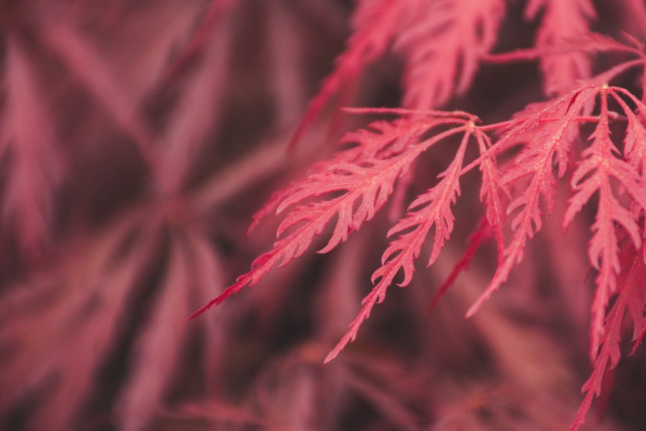 Red Leaf Macro 4k