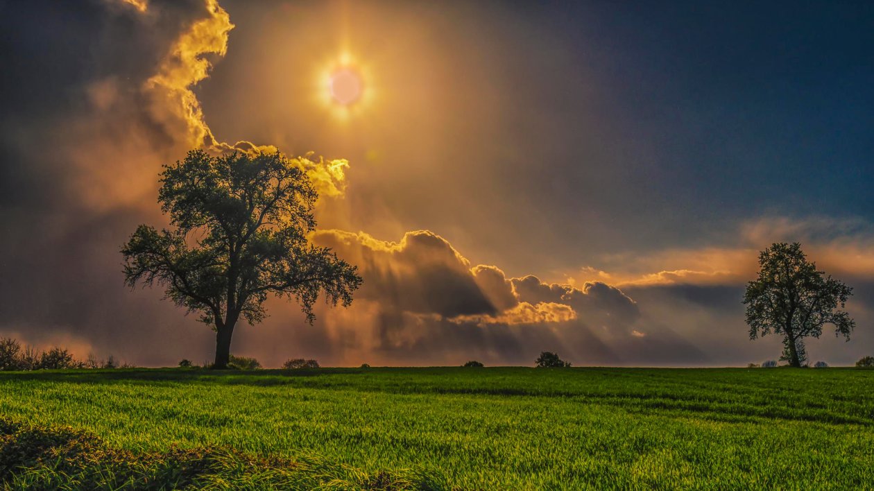 Field Trees Grass Sky