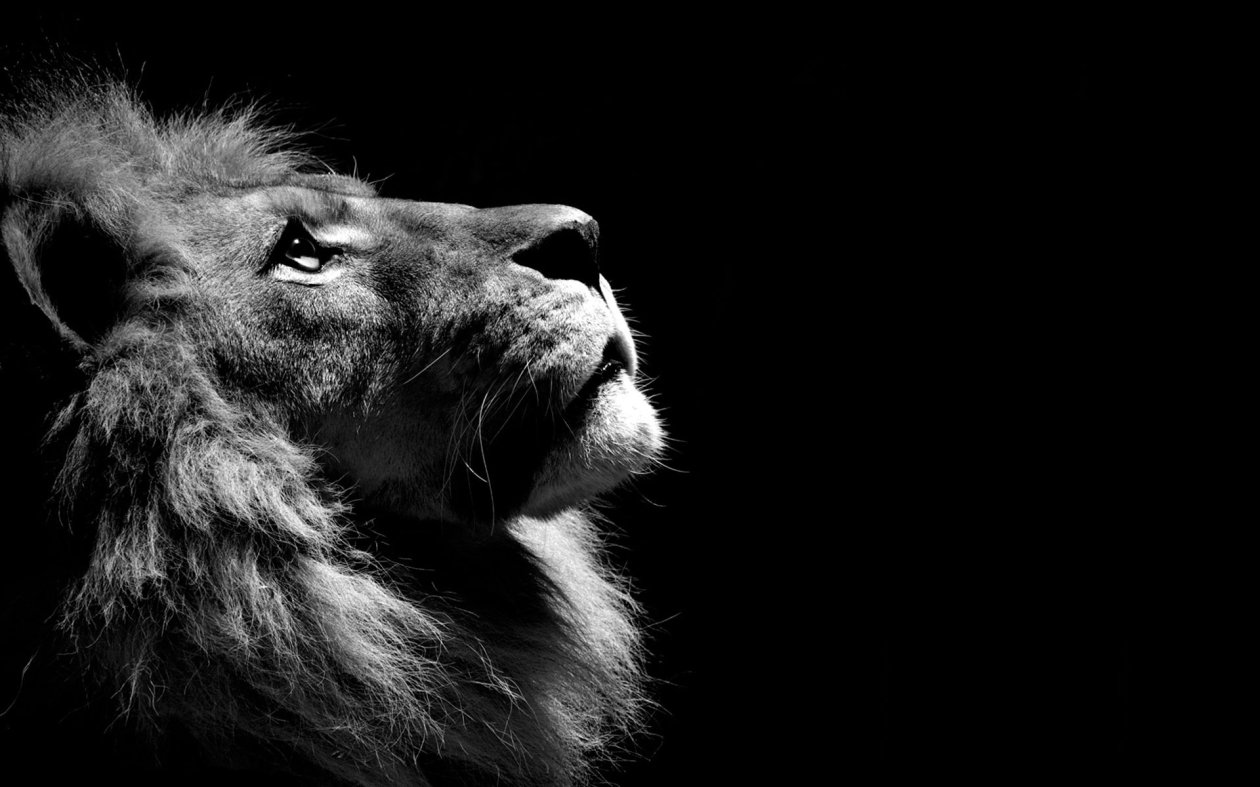Lion Black And White