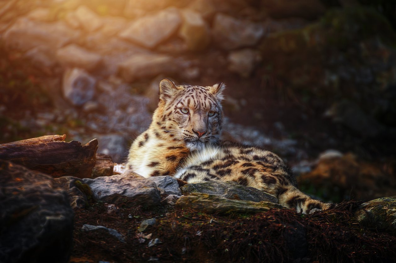 Snow Leopard Wild Animal