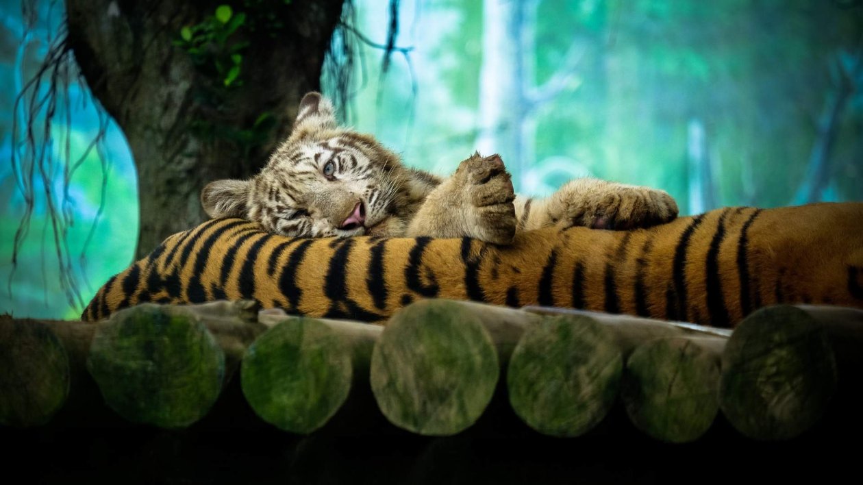 Tiger Amazing Photography