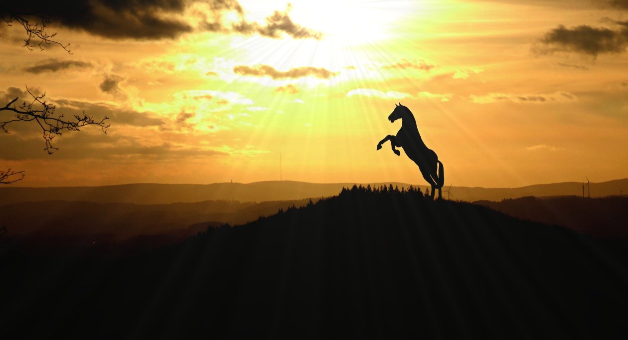 Horse Legs In Air 4k