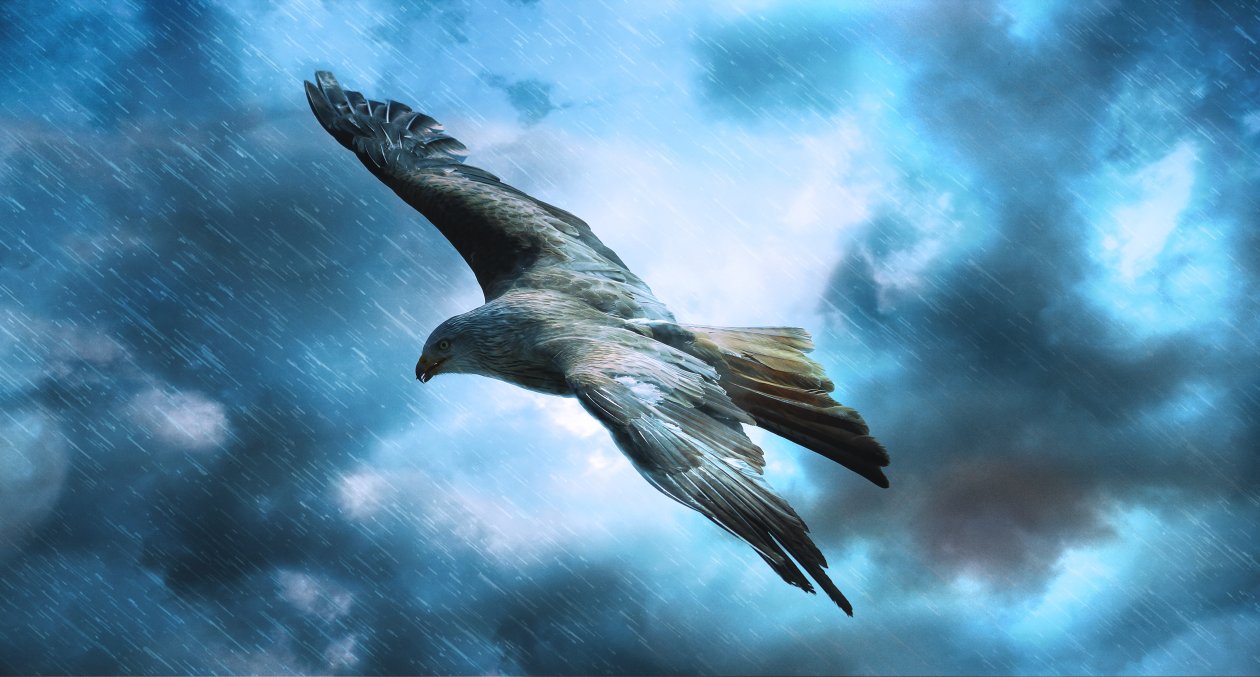Adler Raptor Eagle 5k