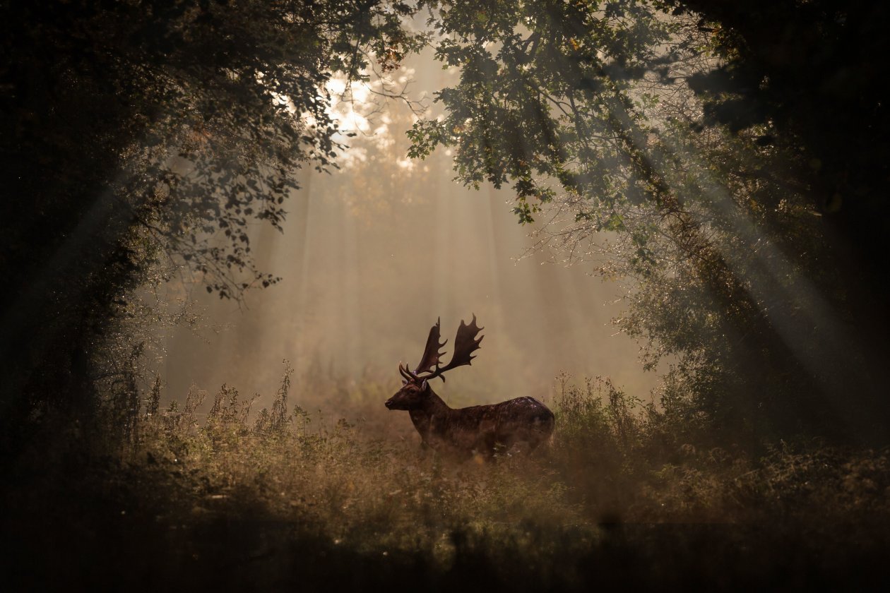 Deer Mammal Forest Sunbeams 4k 5k