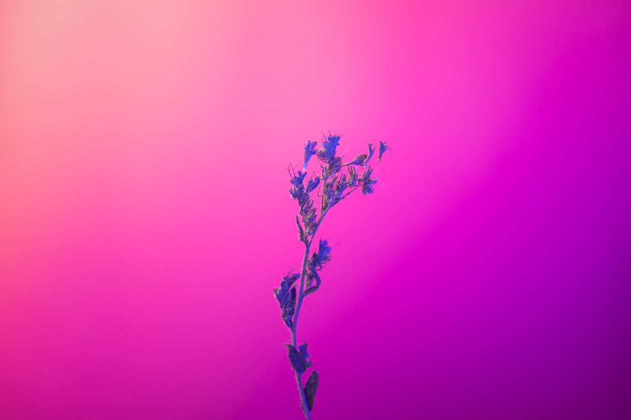 Flower Pink Purple 5k