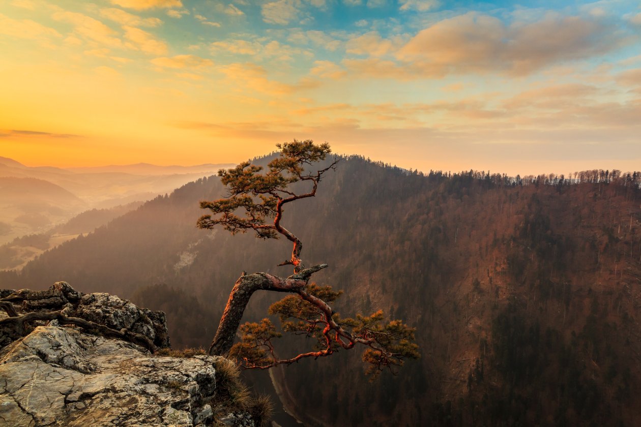 Lone Tree On Top Of Mountain 4k