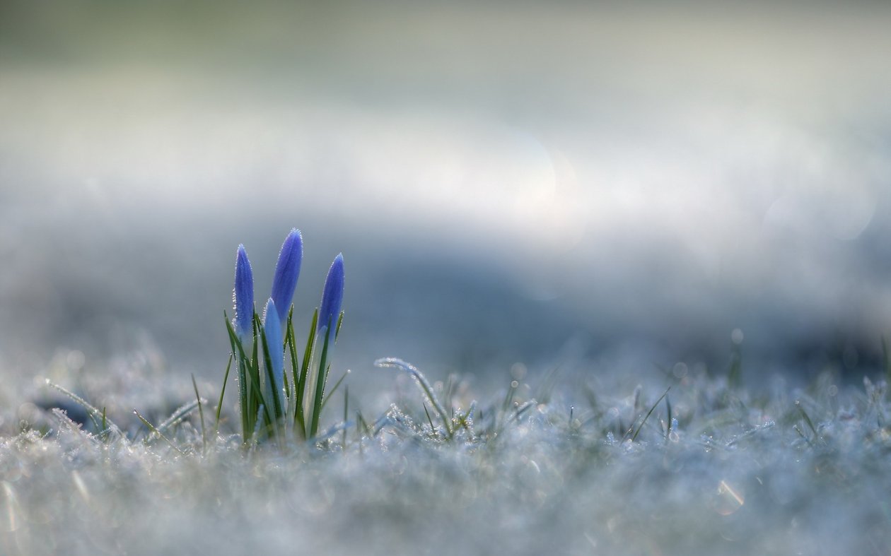 Fond d'écran Crocus
