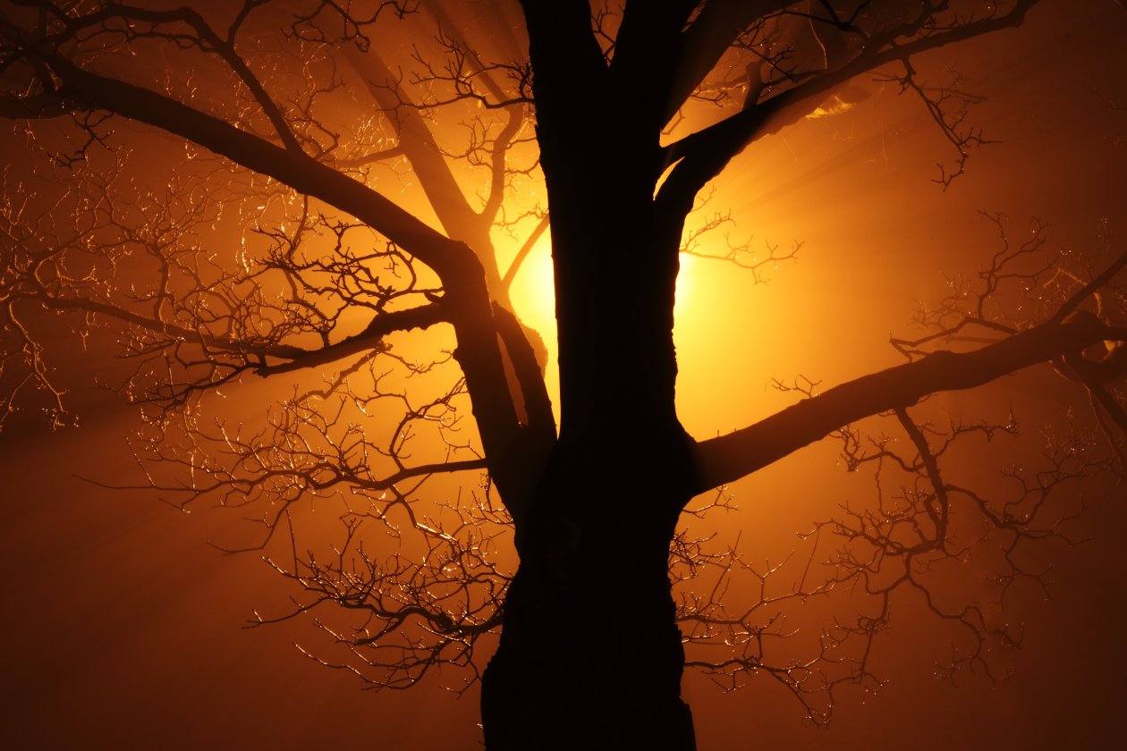 Branch Tree Sunbeams 4k
