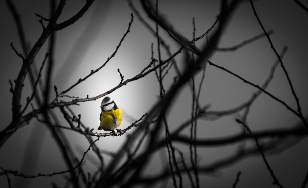 Little Yellow Bird 5k
