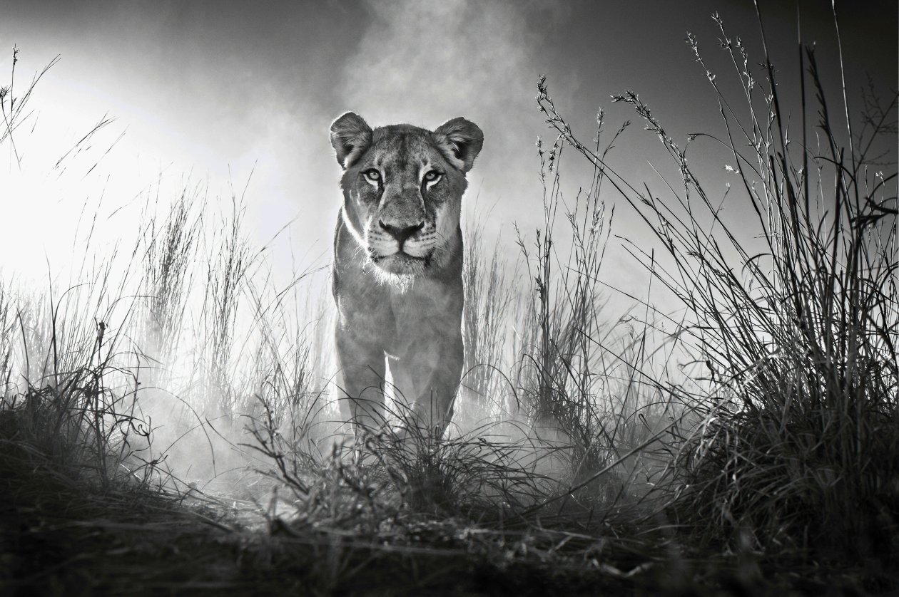 Lion 4k Black And White