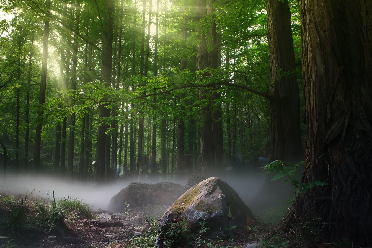 Sunbeams Forest Daylight Covered By Trees