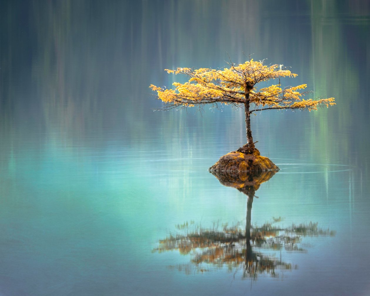 Tree In The Middle Of Lake