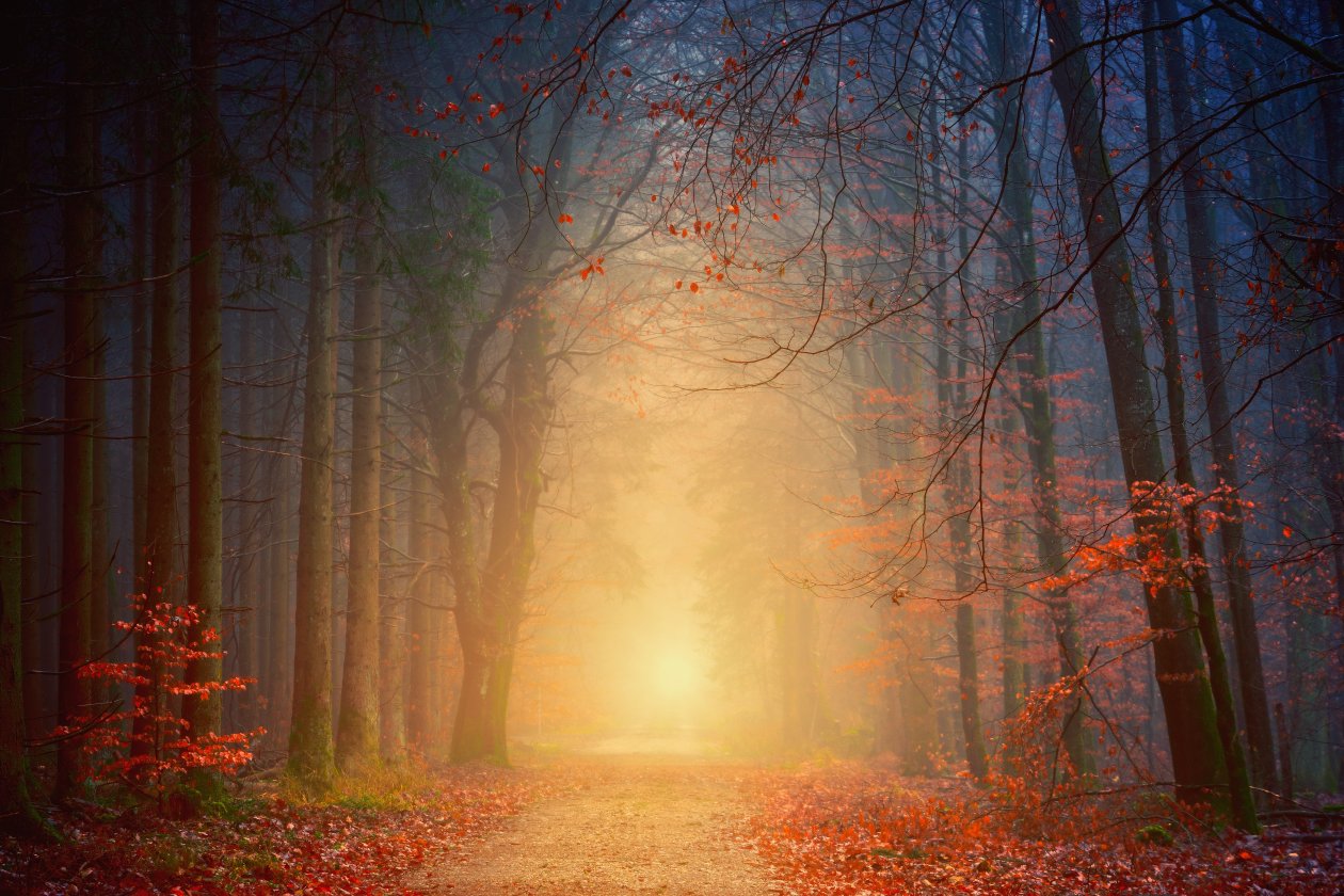 Forest Autumn 5k
