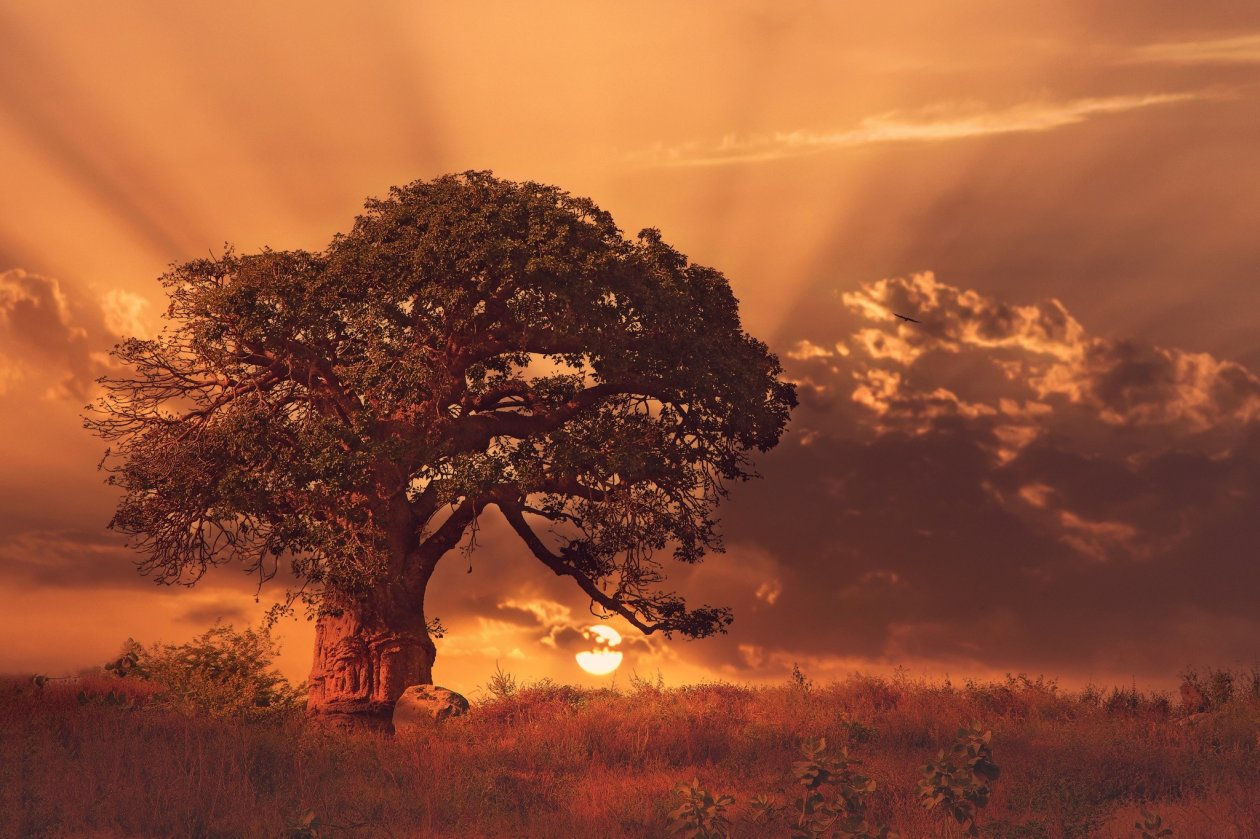 Baobab Tree Sybset