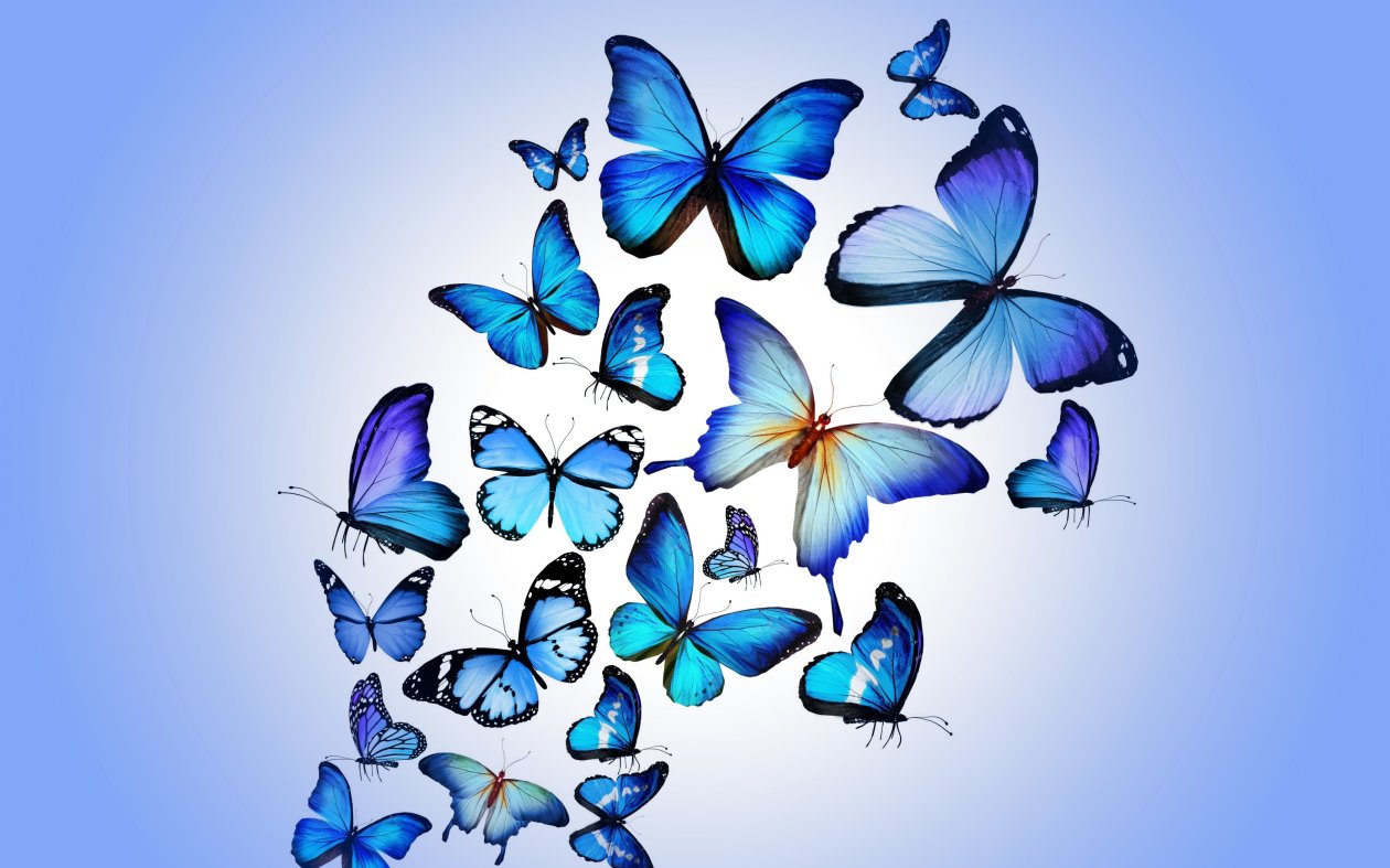 Butterfly Art