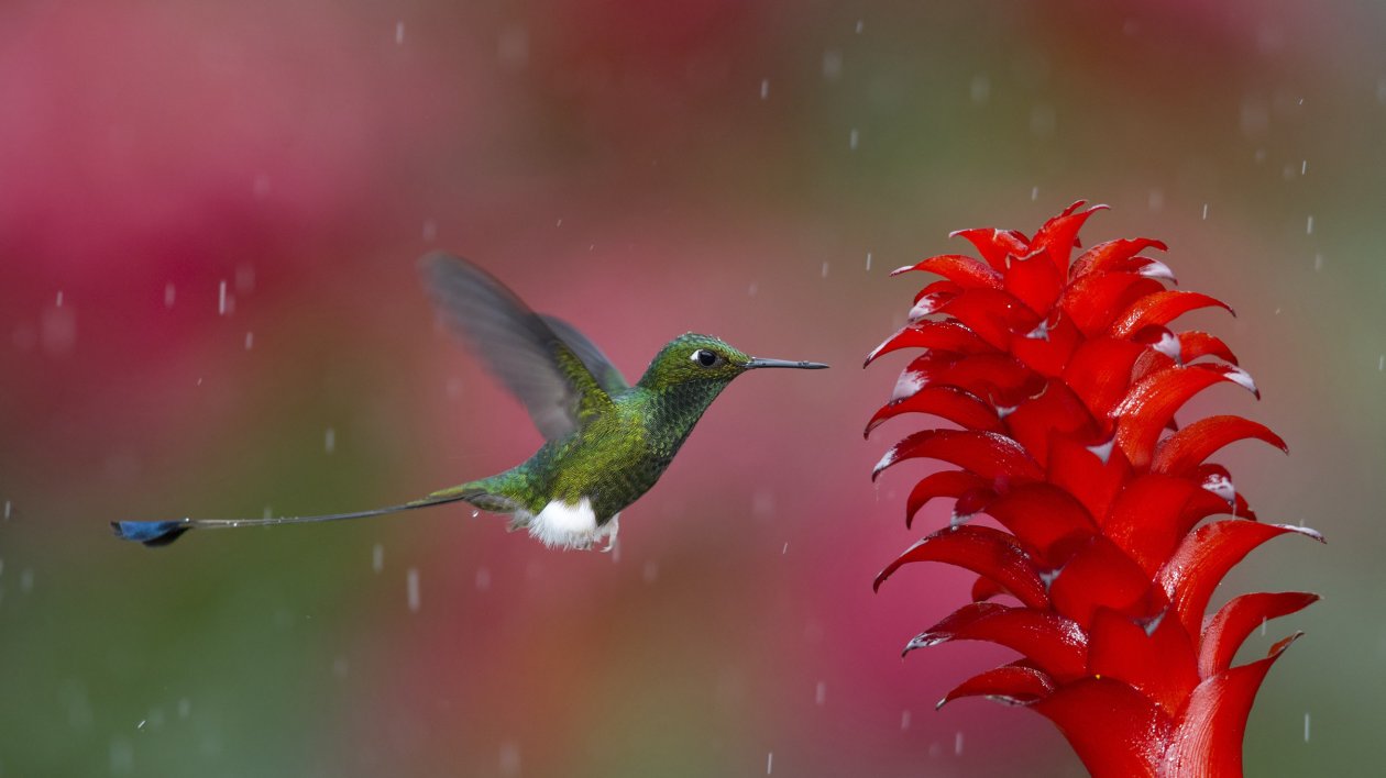 Hummingbird