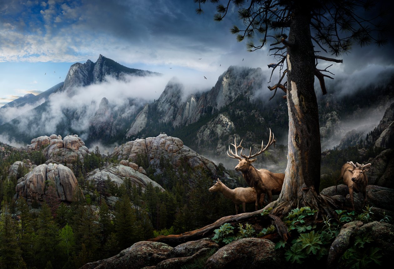 Elk Forest Landscape Conservation