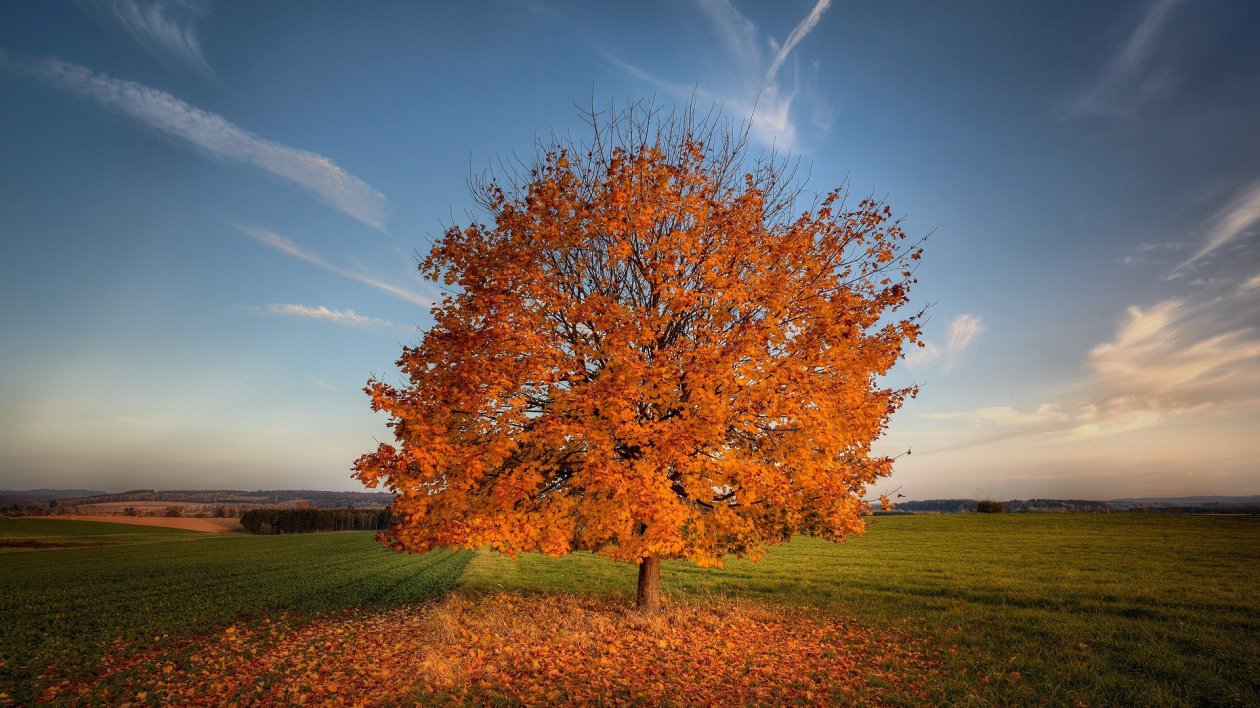 Tree Autumn Field