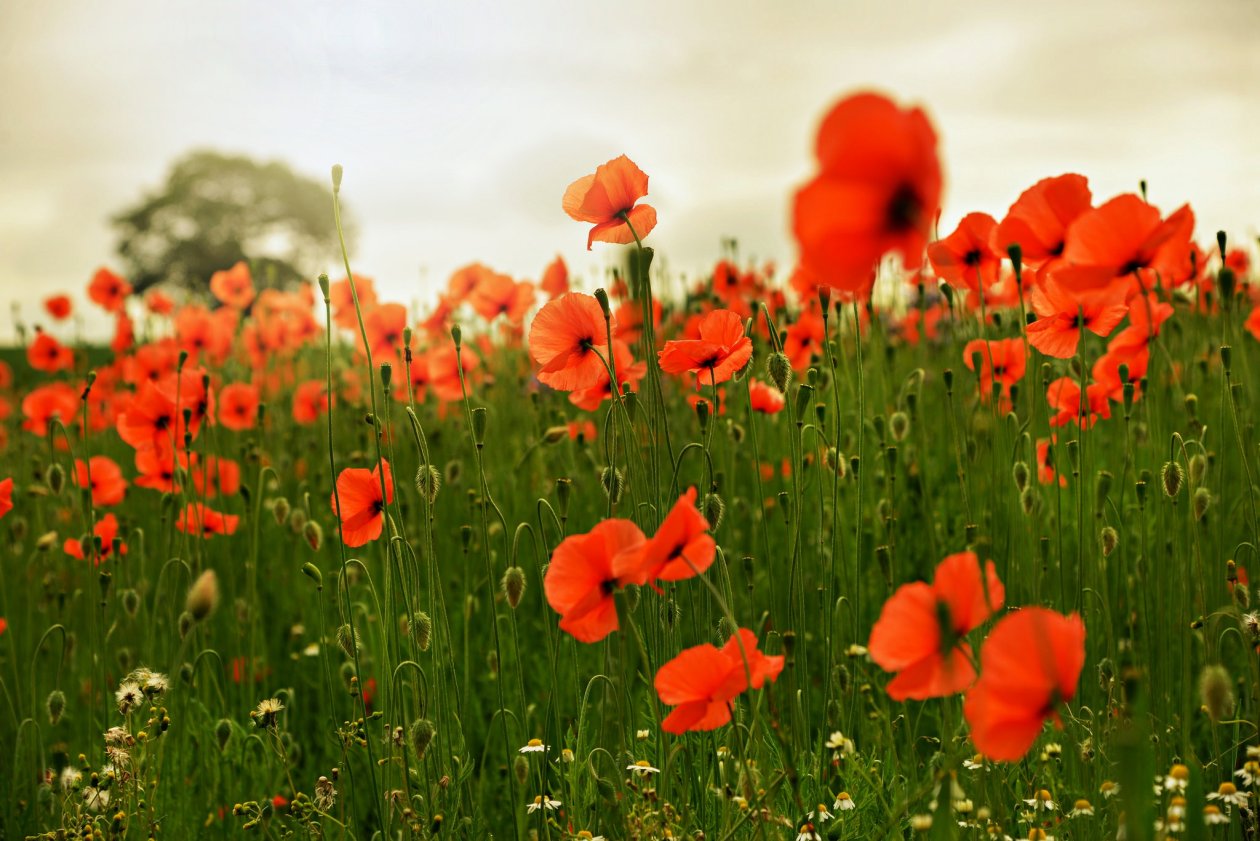 Fond d'écran Poppy