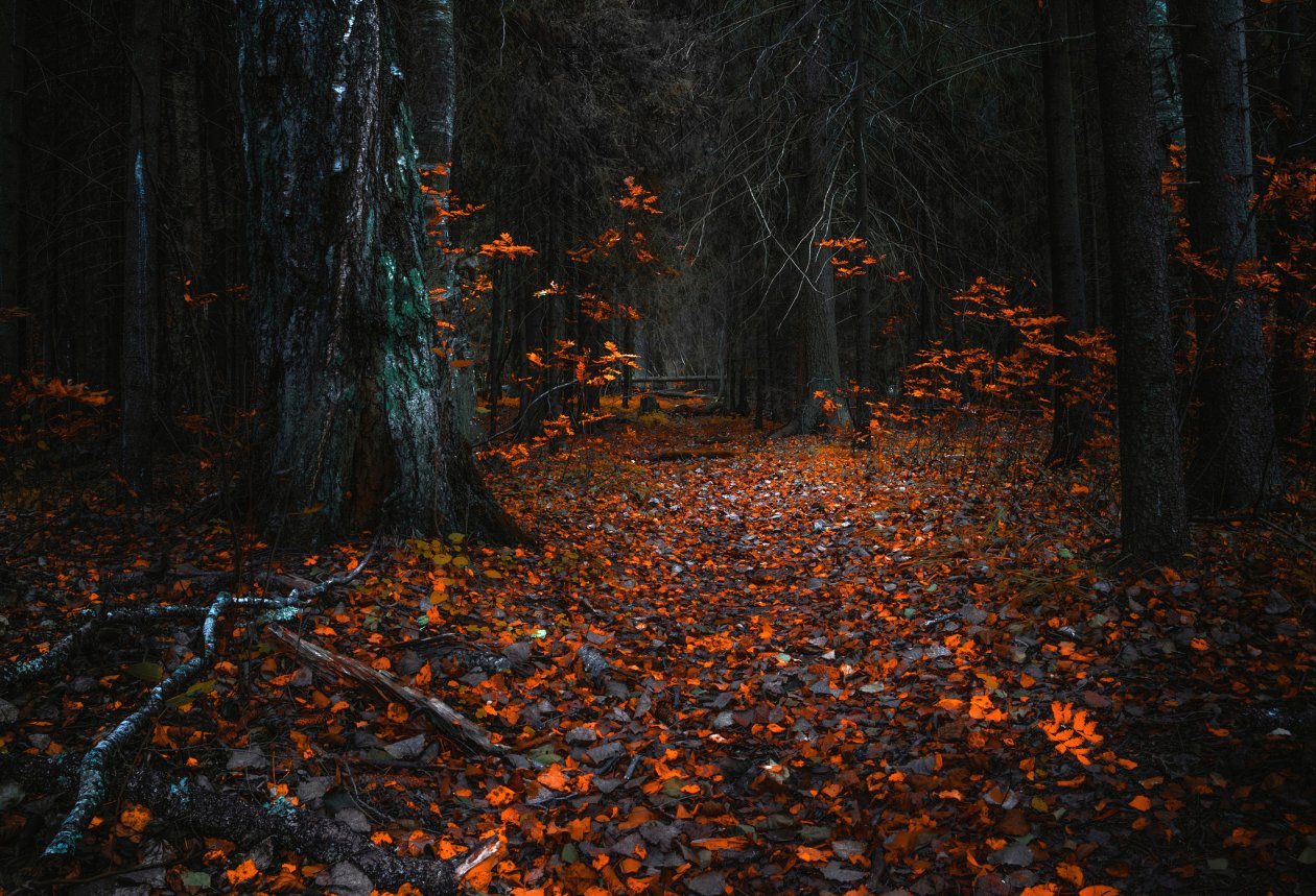 Forest Fall Leaf