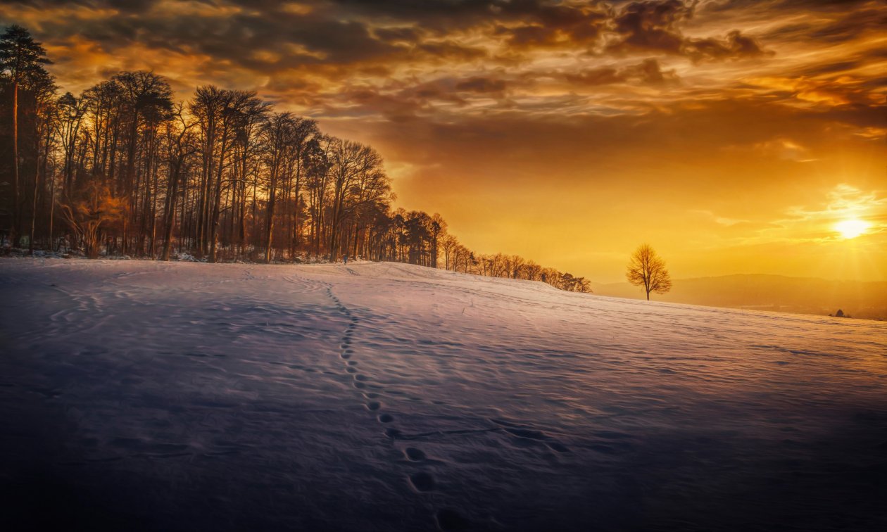 Evening Snow Landscape Trees