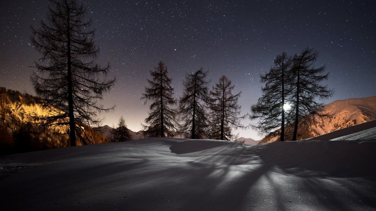 Winter Trees Snow