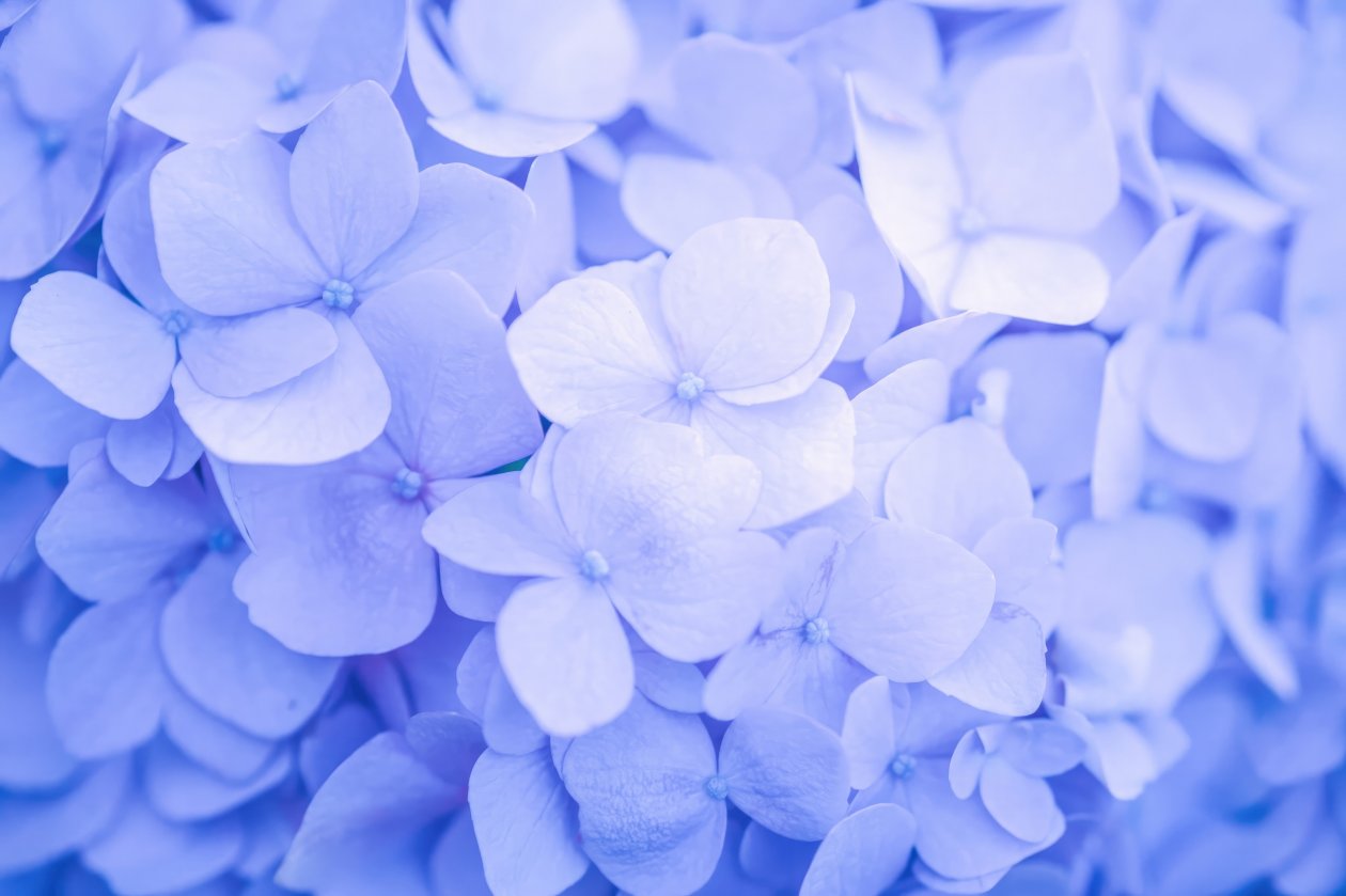 Purple Flowers Minimal 4k