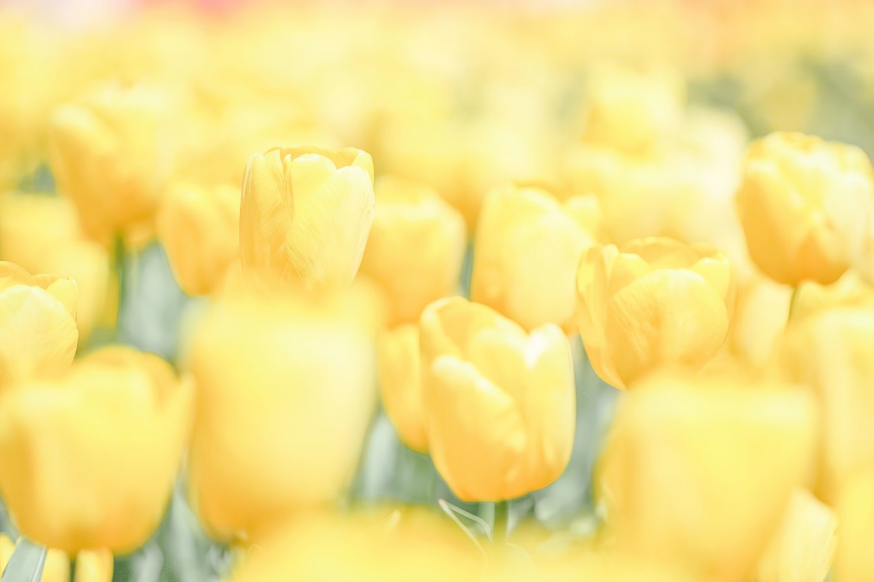 Yellow Flowers Minimal 4k