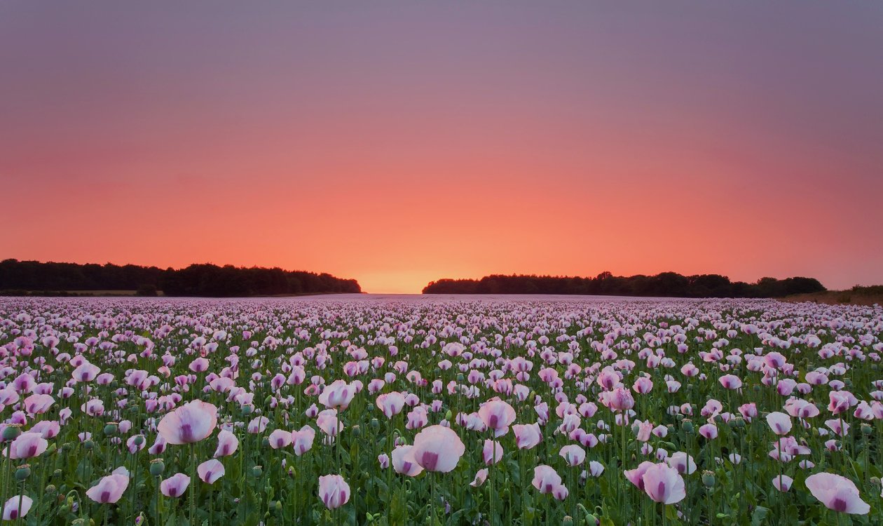 Poppy Flowers Field