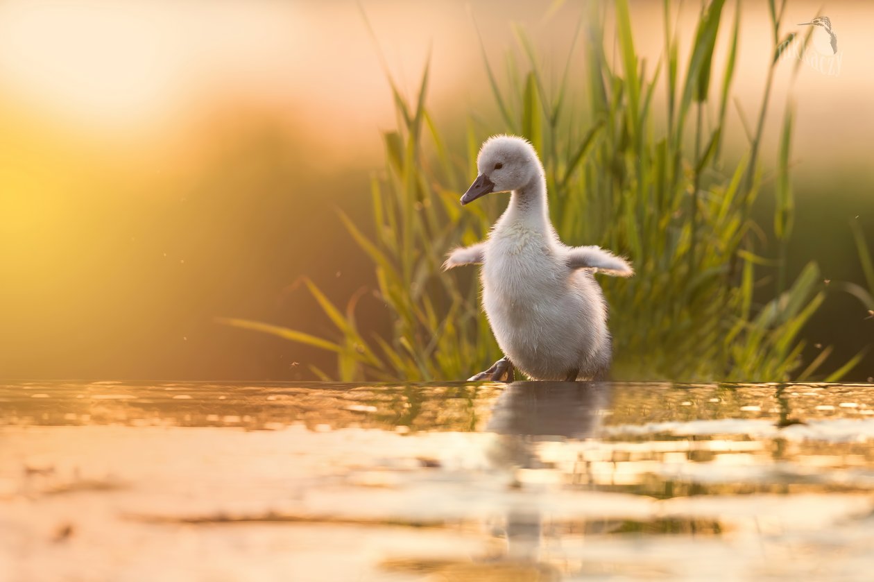 Baby Swan 4k