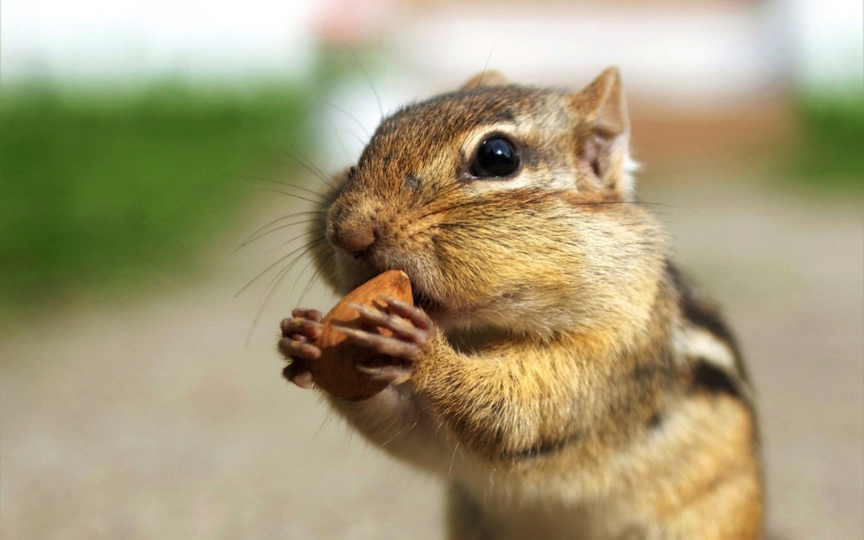 Chipmunks